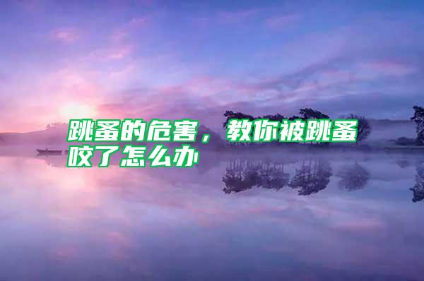 跳蚤的危害，教你被跳蚤咬了怎么办