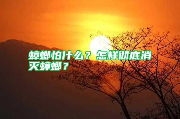 蟑螂怕什么？怎样彻底消灭蟑螂？