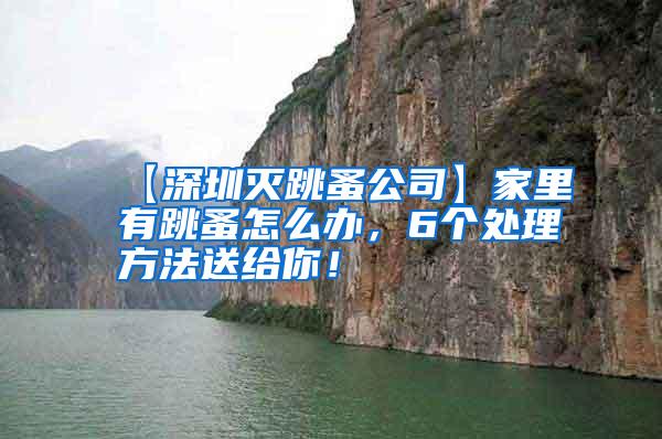 【深圳灭跳蚤公司】家里有跳蚤怎么办，6个处理方法送给你！