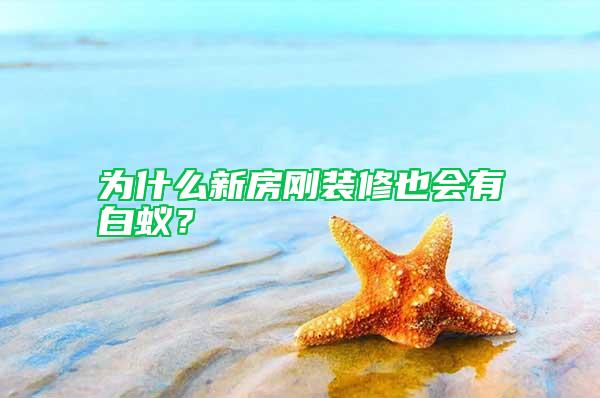 为什么新房刚装修也会有白蚁？