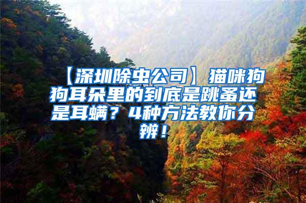 【深圳除虫公司】猫咪狗狗耳朵里的到底是跳蚤还是耳螨？4种方法教你分辨！