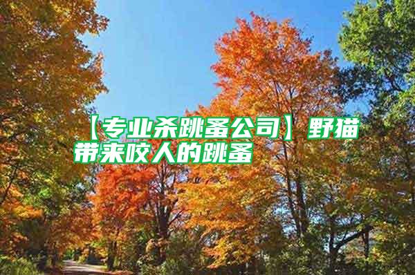 【专业杀跳蚤公司】野猫带来咬人的跳蚤