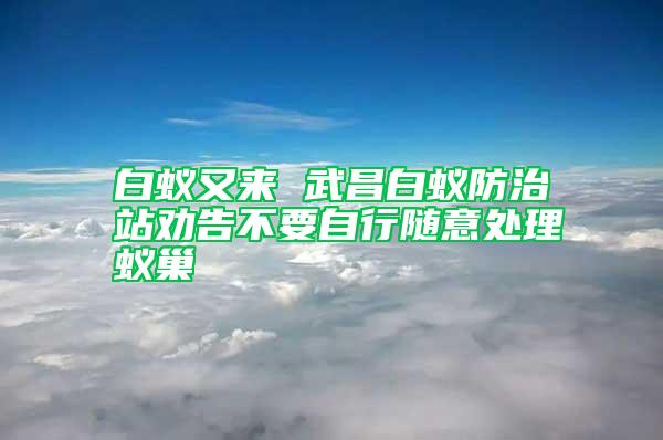 白蚁又来 武昌白蚁防治站劝告不要自行随意处理蚁巢