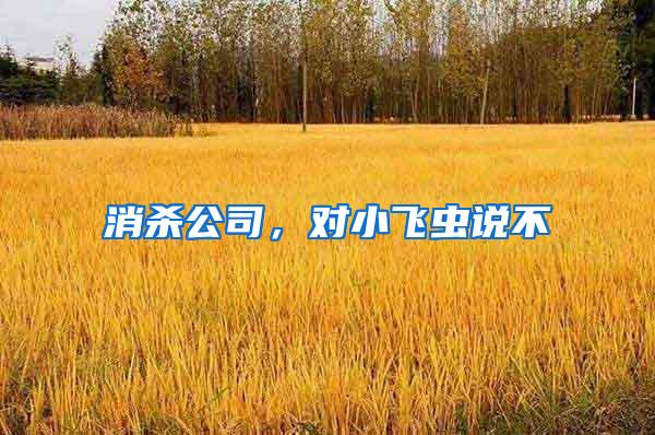 消杀公司，对小飞虫说不