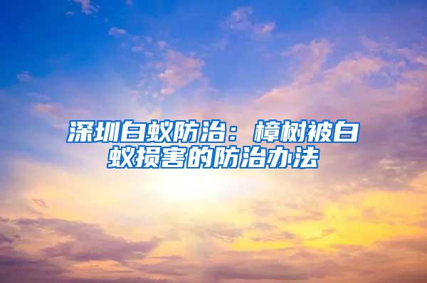 深圳白蚁防治：樟树被白蚁损害的防治办法