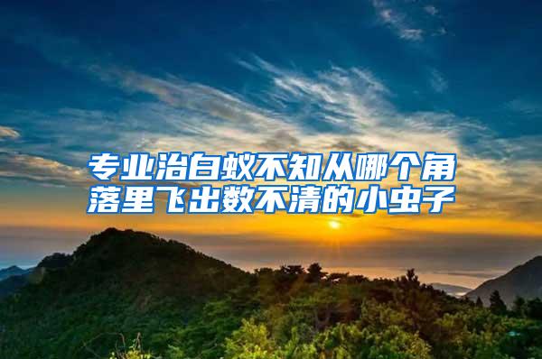 专业治白蚁不知从哪个角落里飞出数不清的小虫子