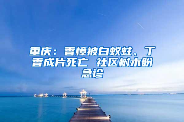 重庆：香樟被白蚁蛀、丁香成片死亡 社区树木盼急诊