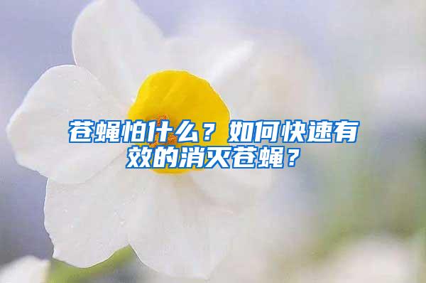 苍蝇怕什么？如何快速有效的消灭苍蝇？