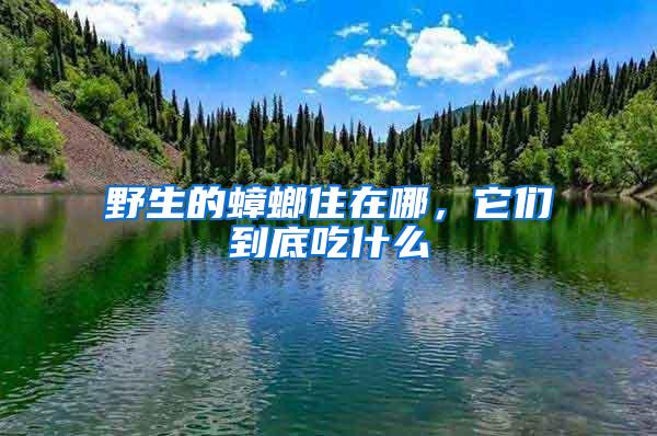 野生的蟑螂住在哪，它们到底吃什么