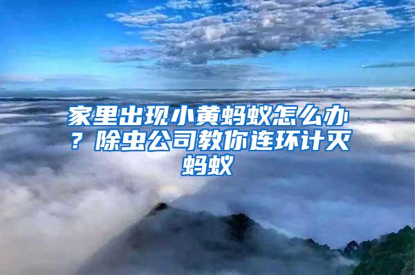 家里出现小黄蚂蚁怎么办？除虫公司教你连环计灭蚂蚁