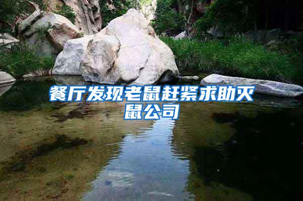 餐厅发现老鼠赶紧求助灭鼠公司