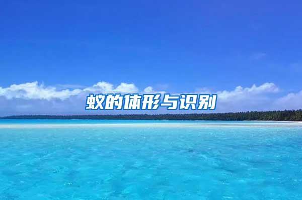 蚁的体形与识别