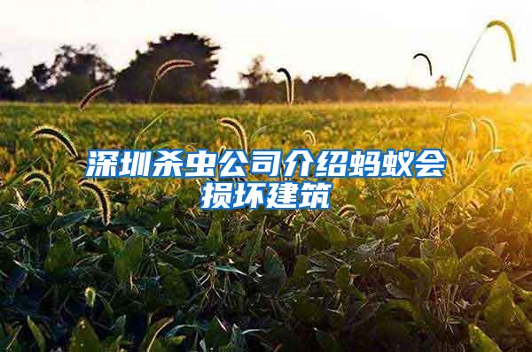 深圳杀虫公司介绍蚂蚁会损坏建筑