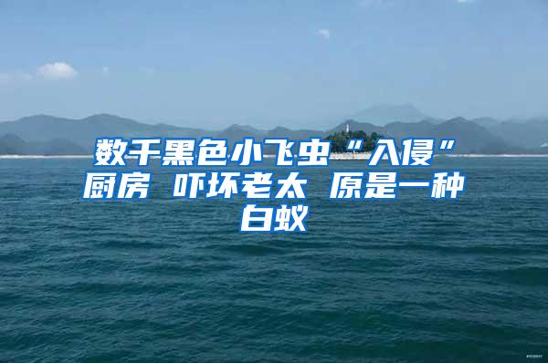 数千黑色小飞虫“入侵”厨房 吓坏老太 原是一种白蚁