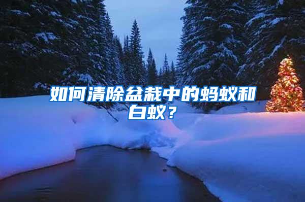 如何清除盆栽中的蚂蚁和白蚁？