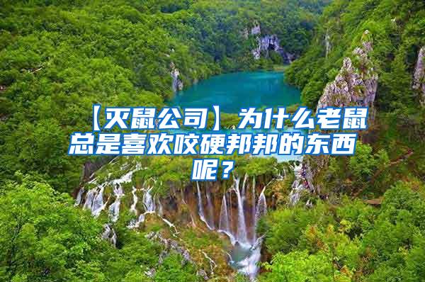 【灭鼠公司】为什么老鼠总是喜欢咬硬邦邦的东西呢？