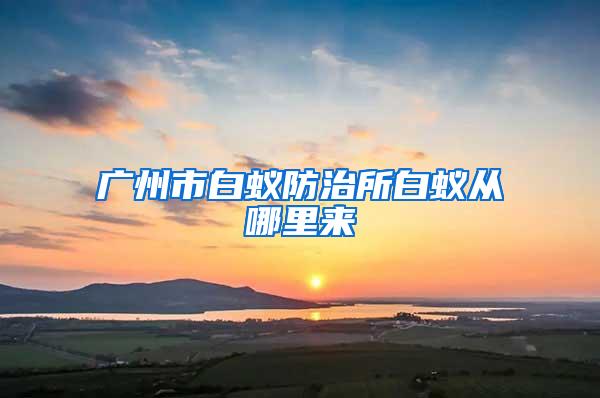 广州市白蚁防治所白蚁从哪里来