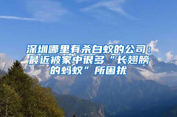 深圳哪里有杀白蚁的公司：最近被家中很多“长翅膀的蚂蚁”所困扰