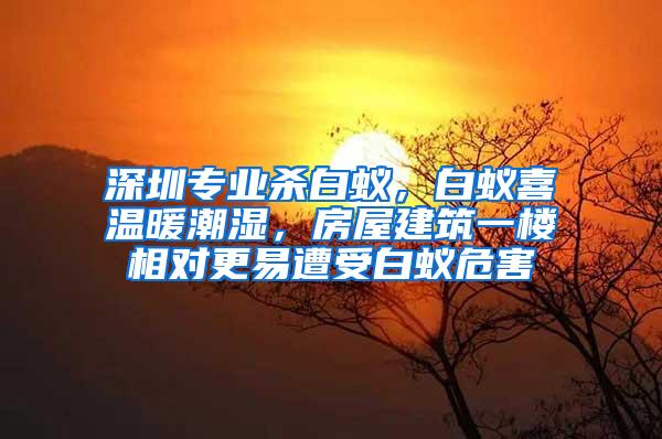 深圳专业杀白蚁，白蚁喜温暖潮湿，房屋建筑一楼相对更易遭受白蚁危害