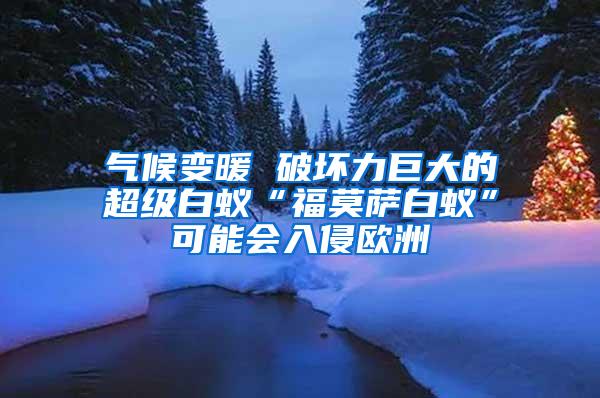 气候变暖 破坏力巨大的超级白蚁“福莫萨白蚁”可能会入侵欧洲