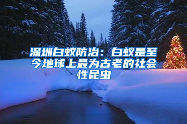 深圳白蚁防治：白蚁是至今地球上最为古老的社会性昆虫