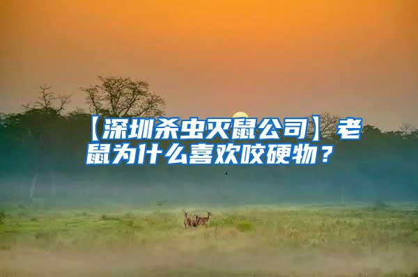 【深圳杀虫灭鼠公司】老鼠为什么喜欢咬硬物？