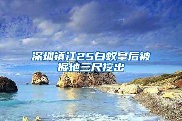 深圳镇江25白蚁皇后被掘地三尺挖出