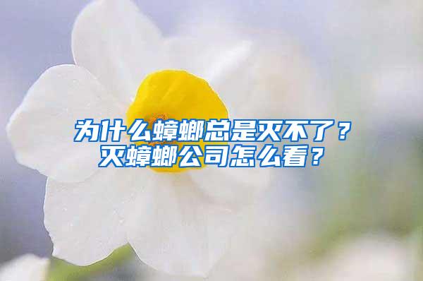 为什么蟑螂总是灭不了？灭蟑螂公司怎么看？