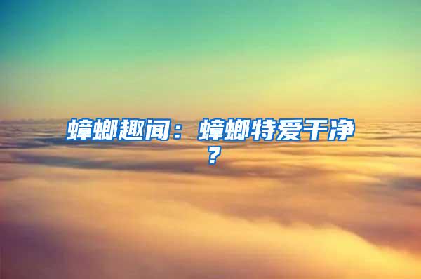 蟑螂趣闻：蟑螂特爱干净？