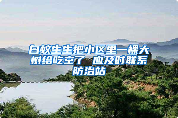 白蚁生生把小区里一棵大树给吃空了 应及时联系防治站