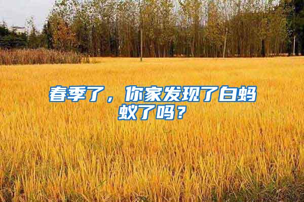 春季了，你家发现了白蚂蚁了吗？