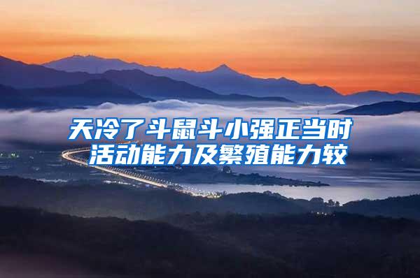 天冷了斗鼠斗小强正当时 活动能力及繁殖能力较