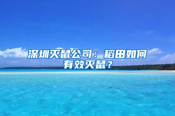 深圳灭鼠公司：稻田如何有效灭鼠？