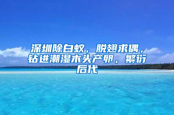 深圳除白蚁，脱翅求偶，钻进潮湿木头产卵，繁衍后代