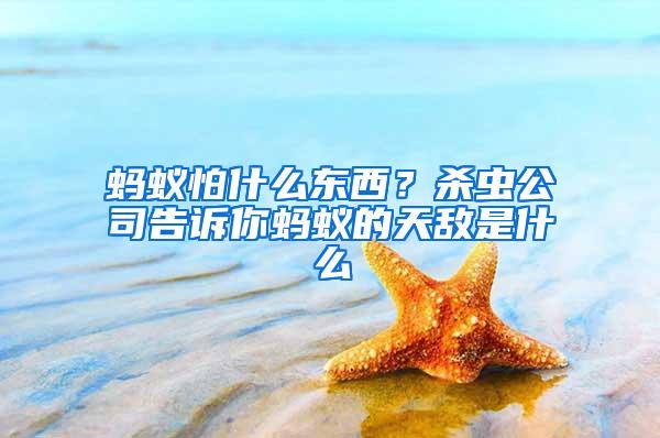 蚂蚁怕什么东西？杀虫公司告诉你蚂蚁的天敌是什么