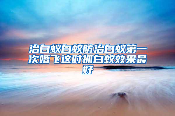 治白蚁白蚁防治白蚁第一次婚飞这时抓白蚁效果最好