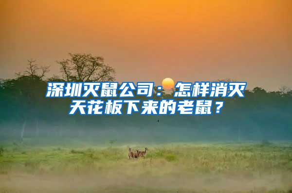 深圳灭鼠公司：怎样消灭天花板下来的老鼠？