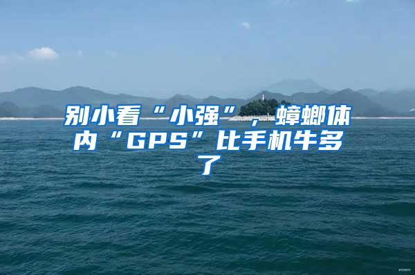 别小看“小强”，蟑螂体内“GPS”比手机牛多了