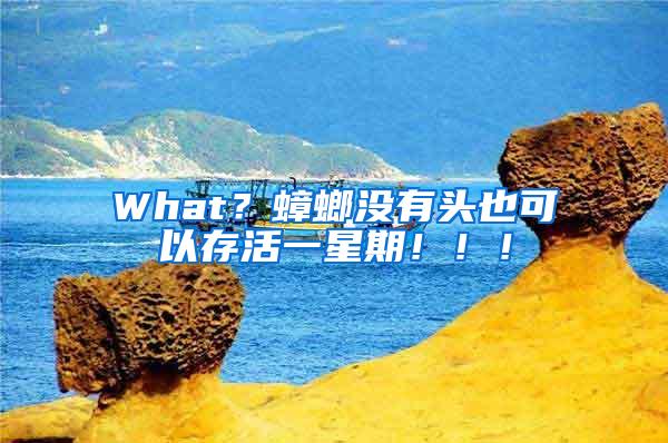 What？蟑螂没有头也可以存活一星期！！！
