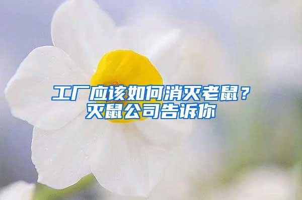 工厂应该如何消灭老鼠？灭鼠公司告诉你