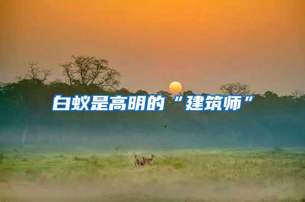 白蚁是高明的“建筑师”