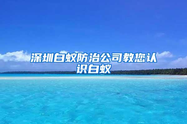 深圳白蚁防治公司教您认识白蚁