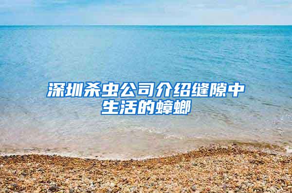 深圳杀虫公司介绍缝隙中生活的蟑螂