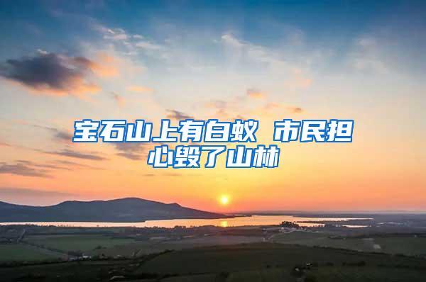 宝石山上有白蚁 市民担心毁了山林