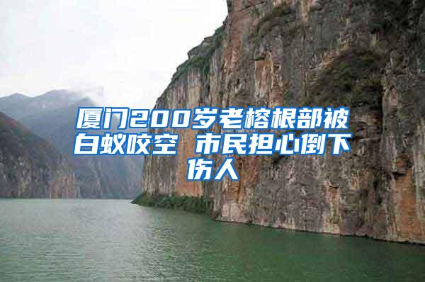 厦门200岁老榕根部被白蚁咬空 市民担心倒下伤人