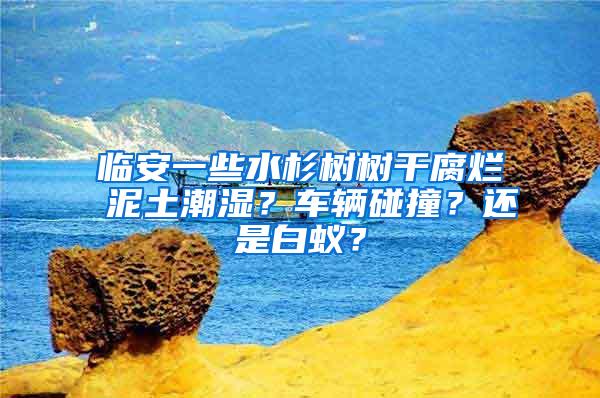 临安一些水杉树树干腐烂 泥土潮湿？车辆碰撞？还是白蚁？