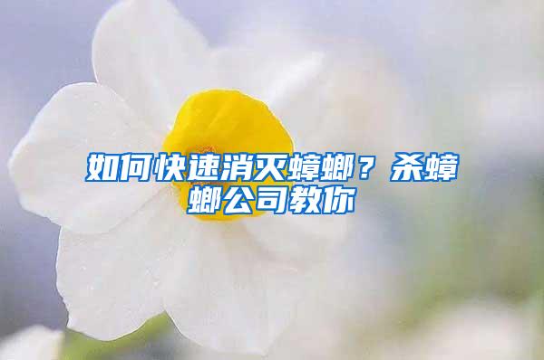 如何快速消灭蟑螂？杀蟑螂公司教你