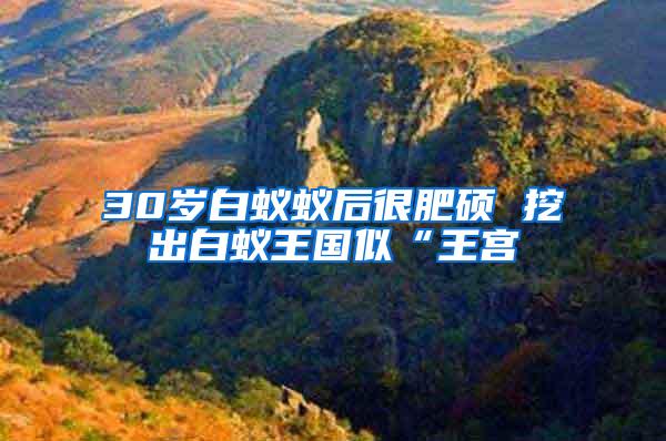 30岁白蚁蚁后很肥硕 挖出白蚁王国似“王宫
