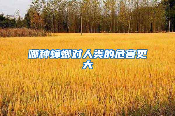 哪种蟑螂对人类的危害更大