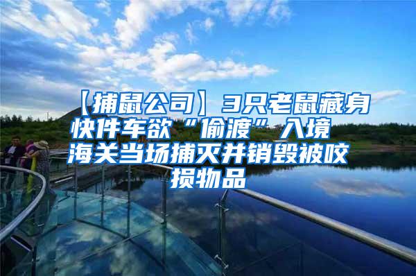 【捕鼠公司】3只老鼠藏身快件车欲“偷渡”入境 海关当场捕灭并销毁被咬损物品